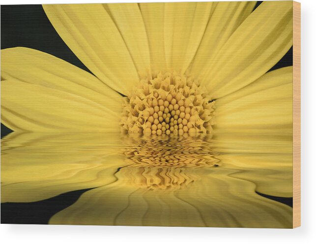 Daisy Wood Print featuring the photograph Flower Sunrise by Don Johnson