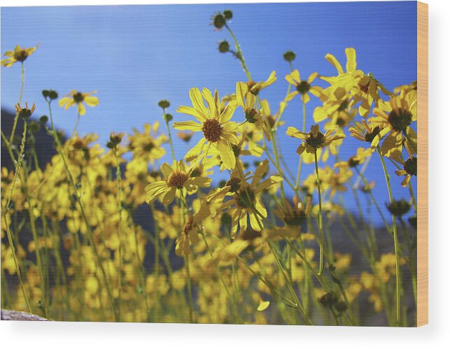 Desert Sunflowers Wood Print featuring the photograph Flowering Sunshine by James Knight