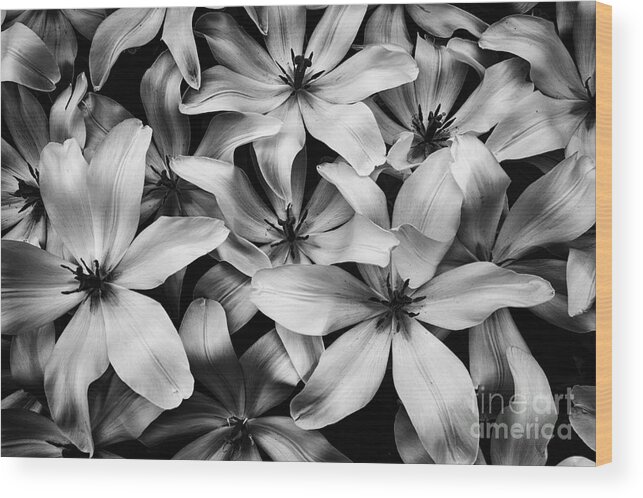 Tulipa Turkestanica Wood Print featuring the photograph Tulipa Turkestanica in Black-and-White by Dean Harte