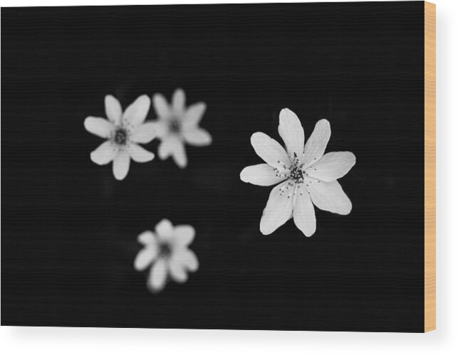 Flowers Wood Print featuring the photograph Flowers In Black by Shane Holsclaw