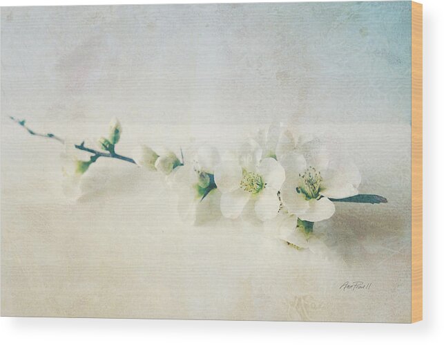 Blossom Wood Print featuring the photograph flowers Pale Spring Blossom by Ann Powell