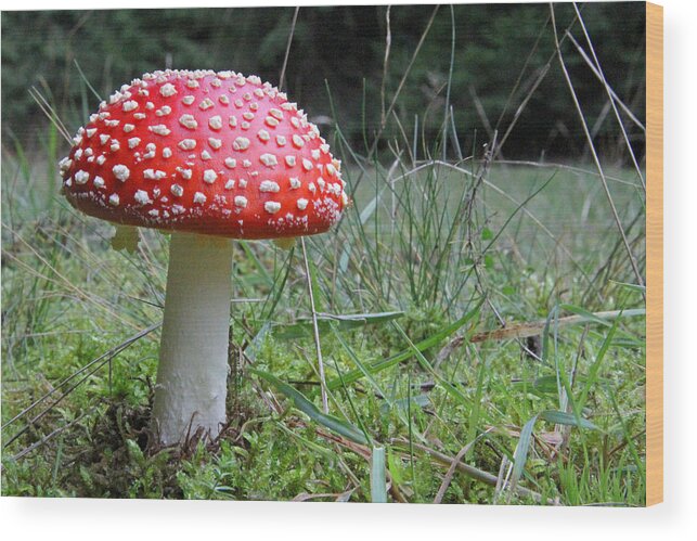 Fly Agaric Wood Print featuring the photograph Fly Agaric in the Grass by John Topman