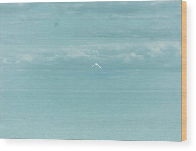 Seascape Wood Print featuring the photograph Fly Away by Kim Hojnacki