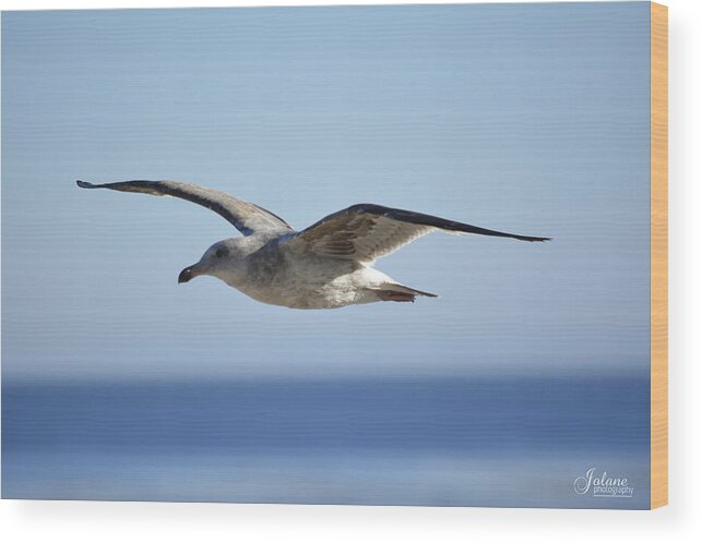 Flying Wood Print featuring the photograph Flying by Jody Lane