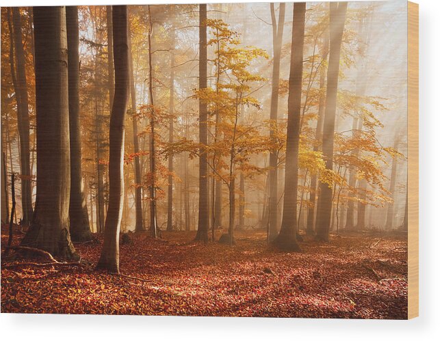 Slovakia Wood Print featuring the photograph Foggy Beech Forest by Milan Gonda