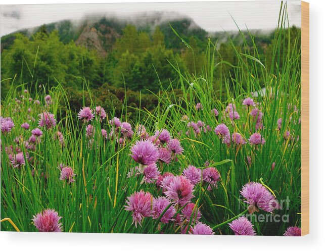 Flower Wood Print featuring the photograph Foggy Morning by Jacqueline Athmann