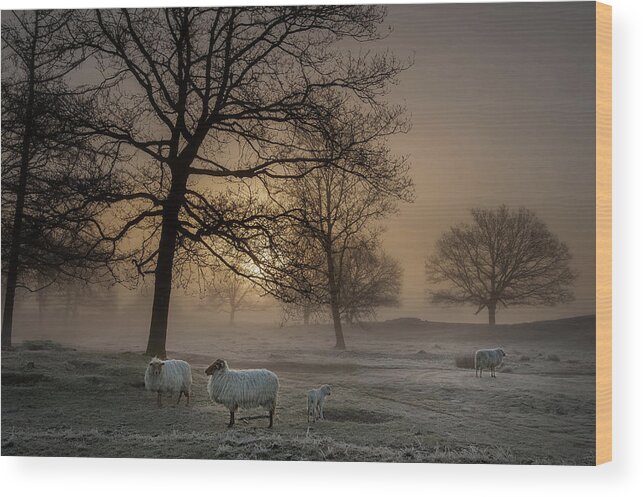 Landscape Wood Print featuring the photograph Foggy Morning by Piet Haaksma