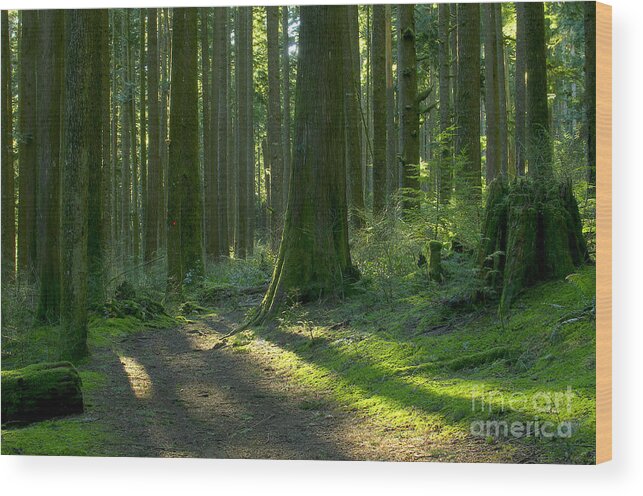 Trees Wood Print featuring the photograph Follow the Red Marker by Sharon Talson