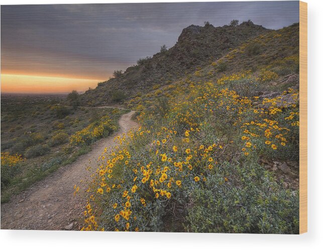 Hike Wood Print featuring the photograph Following the Trail Home by Sue Cullumber