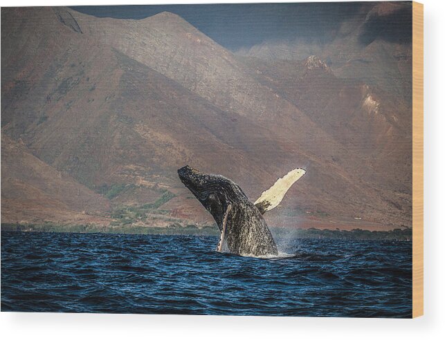Whale Wood Print featuring the photograph For the Joy of It by Mike Neal