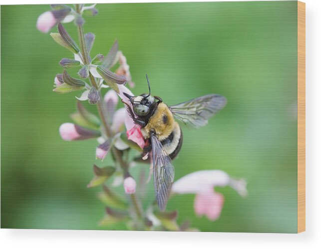 Xylocopa Virginica Wood Print featuring the photograph Foraging for Nectar by Diane Macdonald