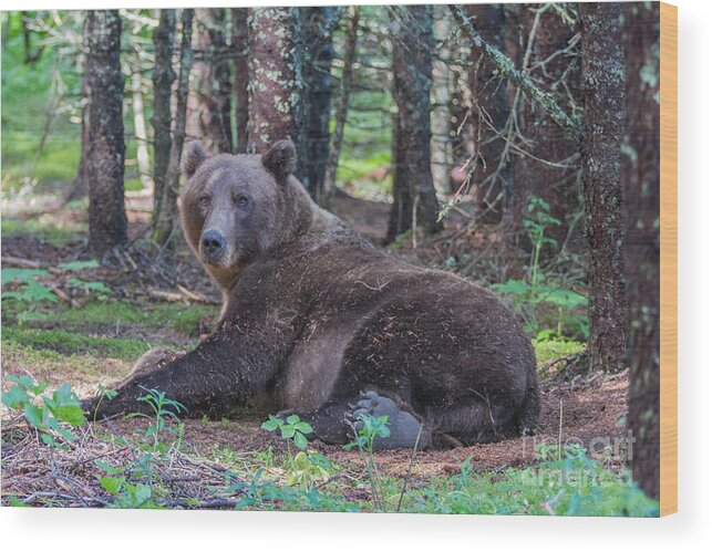 Bear Wood Print featuring the photograph Forest Bear by Chris Scroggins
