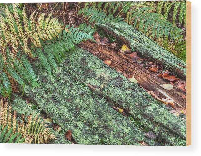 Forest Floor Wood Print featuring the photograph Forest Floor Moss and Ferns by Gill Billington