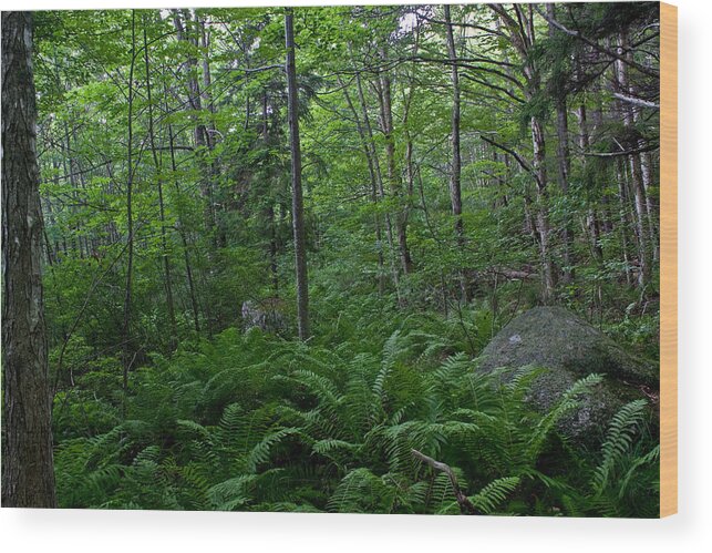 Landscape Wood Print featuring the photograph Forest Green by Greg DeBeck