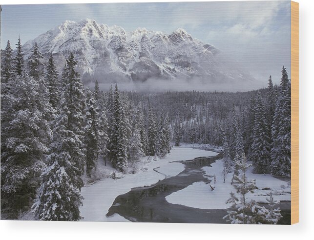 Flpa Wood Print featuring the photograph Forest Mt. Robson Provincial Park Bc by Mark Newman