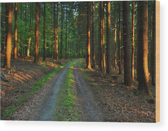 Tranquility Wood Print featuring the photograph Forest Path by Raimund Linke