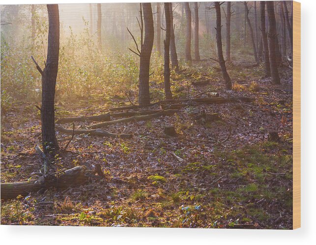 Darkness Wood Print featuring the photograph Forest Sunlight by Semmick Photo