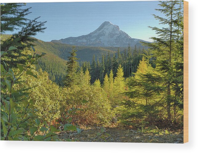 Oregon Wood Print featuring the photograph Forest View by Arthur Fix