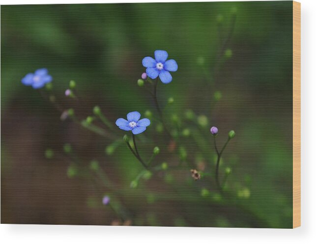 Flower Wood Print featuring the photograph Forget Me Not by Ken Dietz