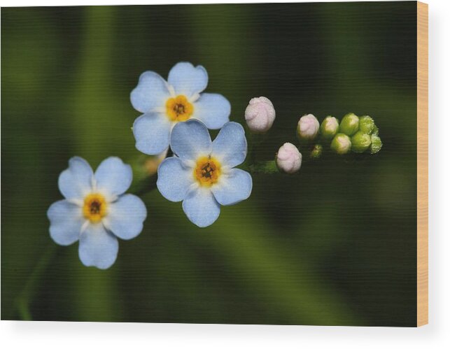 Forget Me Not Wood Print featuring the photograph Forget Me Not by Mike Farslow