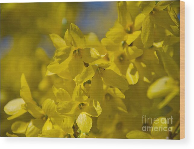 Forsythia Wood Print featuring the photograph Forsythia by Laurel Best