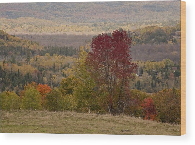 Autumn Fall Landscape Color Trees Print Metal Acrylic Canvas Canvasprint Acrylicprint Metalprint Art Wood Print featuring the photograph Fort Stewart Autumn Landscape by Jim Vance