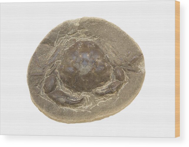 Paleontology Wood Print featuring the photograph Fossil Crab (zanthopsis Vulgaris) by Science Stock Photography