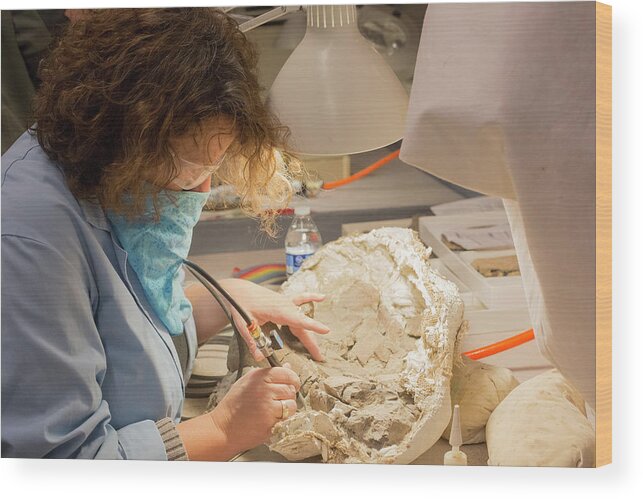 Human Wood Print featuring the photograph Fossil Preparation by Jim West