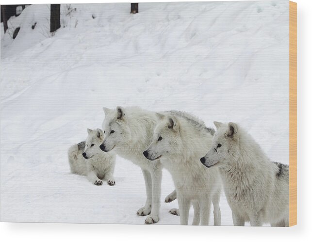 Canine Wood Print featuring the photograph Four Arctic Wolves In Winter Selective by Bjmc
