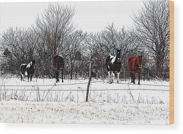 Four Horses Wood Print featuring the photograph Four Horses by Karen McKenzie McAdoo