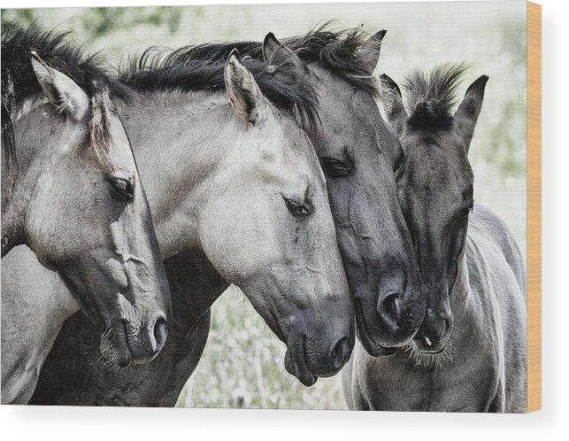 Konik Wood Print featuring the photograph Four Konik Horses by Jaap Van Den