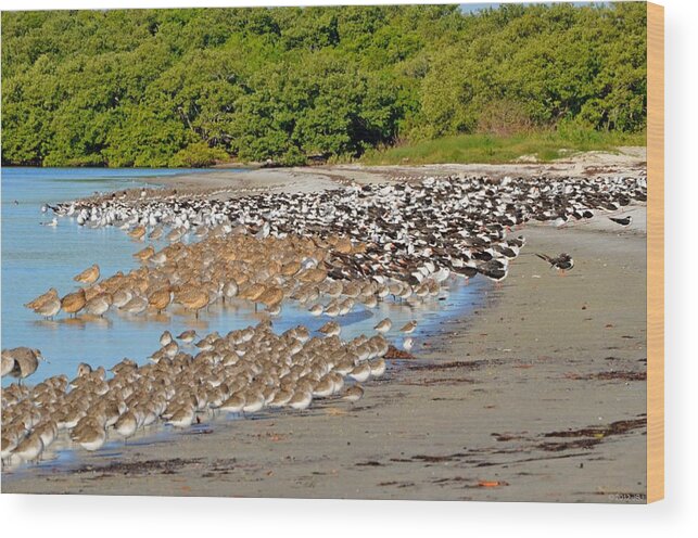 Landscape Wood Print featuring the photograph Four Species of Birds at Roost on Tampa Bay Beach by Jeff at JSJ Photography