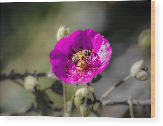 Bee Wood Print featuring the digital art Fower and Bee by Photographic Art by Russel Ray Photos