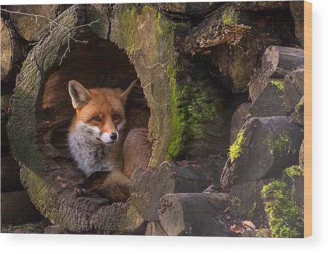 Fox Wood Print featuring the photograph Fox by Cees Van Ginkel