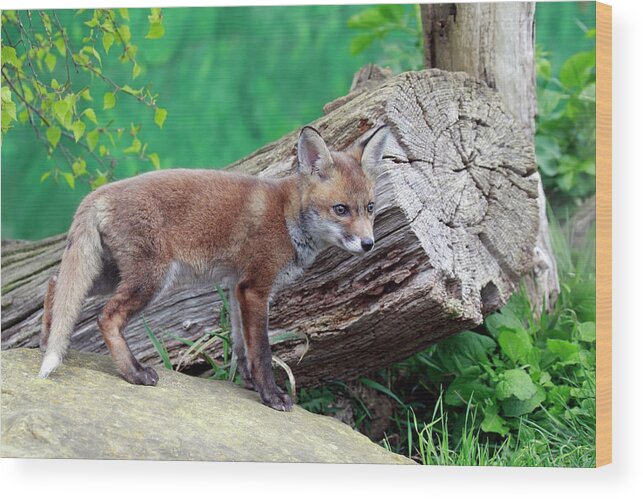 Animal Themes Wood Print featuring the photograph Fox Den by Mlorenzphotography