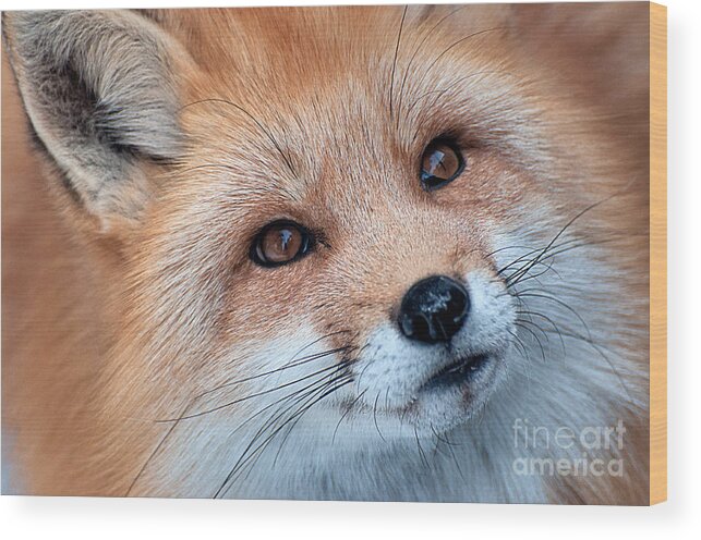 Red Fox Wood Print featuring the photograph Foxy Lady by Bianca Nadeau