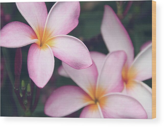 Petal Wood Print featuring the photograph Frangipani by Cande González