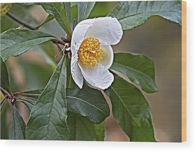 Franklinia Wood Print featuring the photograph Franklinia Blossom by Constantine Gregory