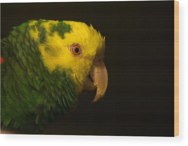 Parrot Wood Print featuring the photograph Fred The Amazon Parrot by Melissa Messick