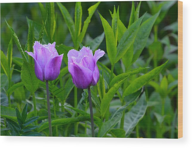 Flowers Wood Print featuring the photograph French Tulips by Michael Hubley