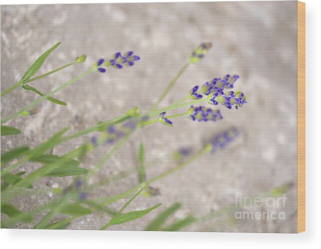 Organic Wood Print featuring the photograph Fresh garden lavender by Sophie McAulay