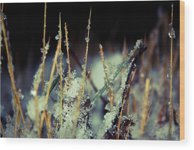 Snow Wood Print featuring the photograph Fresh Snow by Melissa Leda