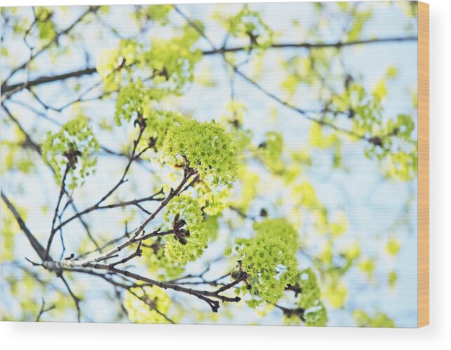 Blue Wood Print featuring the photograph Fresh Spring Green Buds by Brooke T Ryan