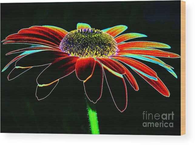 Daisy Wood Print featuring the photograph Friday Night Daisy by Jacqueline McReynolds
