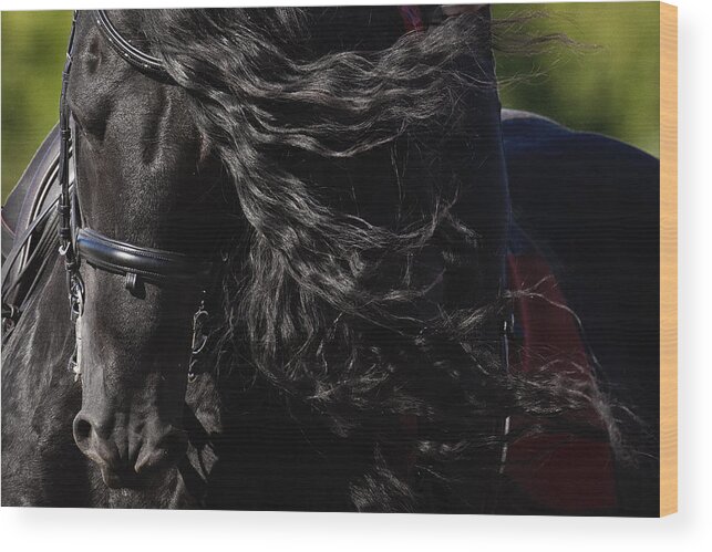 Friesian Beauty Wood Print featuring the photograph Friesian Beauty by Wes and Dotty Weber