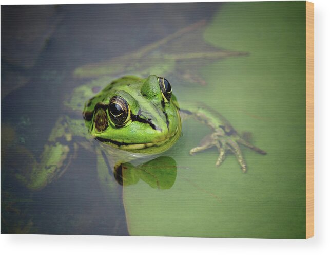 Taiwan Wood Print featuring the photograph Frog by Pai-shih Lee