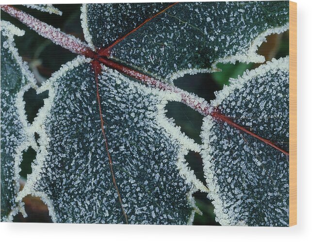 Winter Wood Print featuring the photograph Frost On Mahonia Leaves. by Steve Taylor/science Photo Library