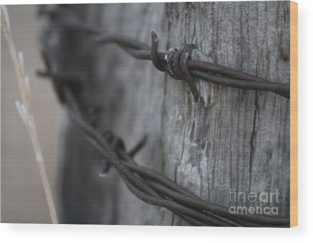 Barbed Wire Wood Print featuring the photograph Frost on the Wire by Ann E Robson