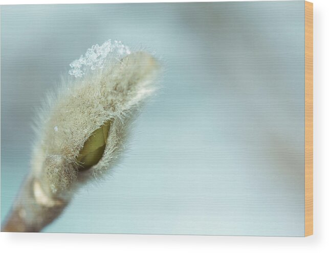 Tree Wood Print featuring the photograph Frost by Shane Holsclaw