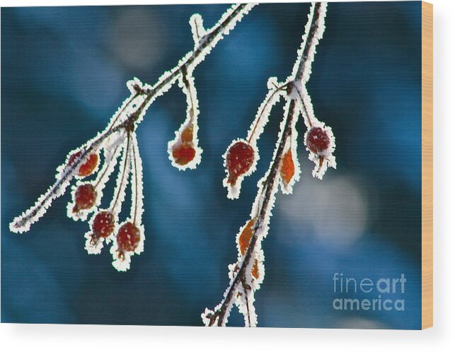 Frost Wood Print featuring the photograph Frosted Berries by Linda Bianic